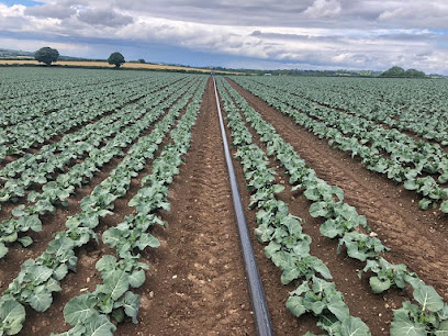 Brophy Produce LTD